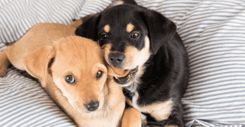 Puppy biting